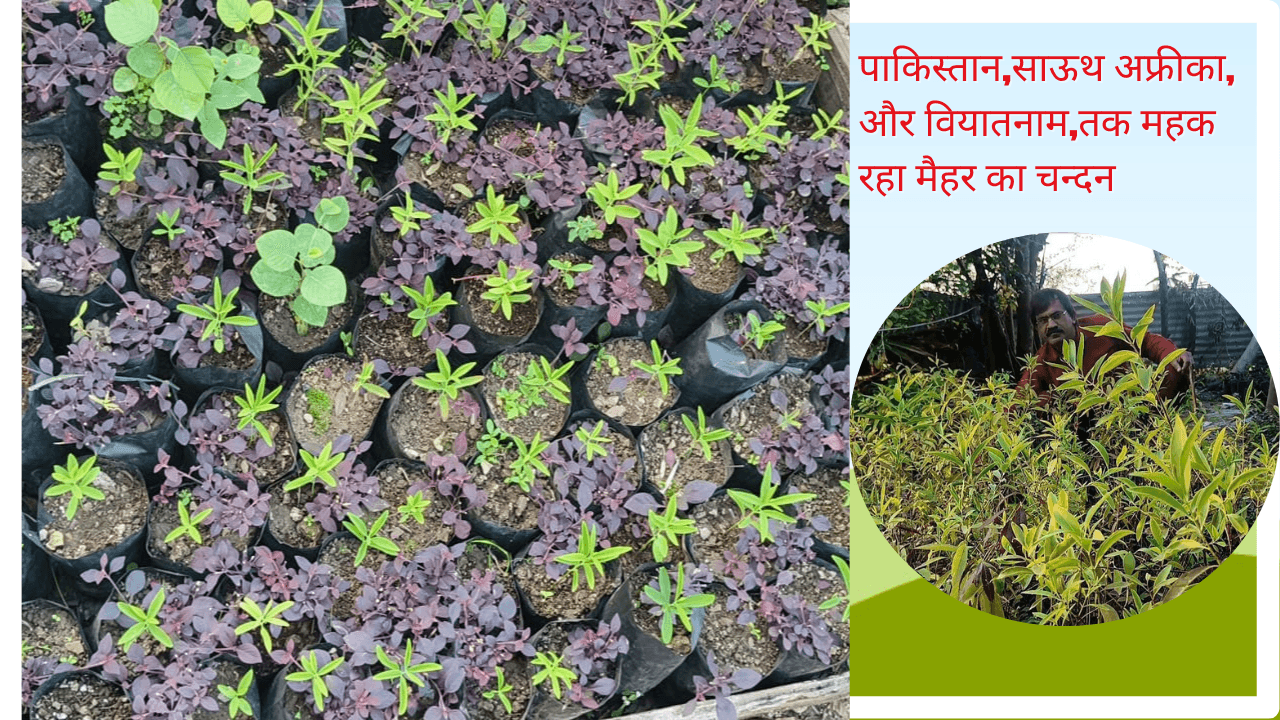 कौन महका रहा पाकिस्तान,साउथ अफ्रीका,और वियतनाम में मैहर का चंदन जानिए कौन है मैहर के नर्सरी के नरेश!