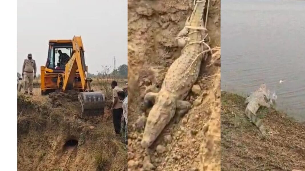 सूखे कुएं में डेरा जमा रखा था मगरमच्छ,वन अमले ने JCB से खुदाई कर किया रेस्क्यू, बाणसागर जलाशय में छोड़ा