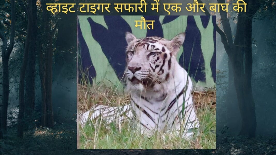 व्हाइट टाइगर सफारी में टीपू की मौत