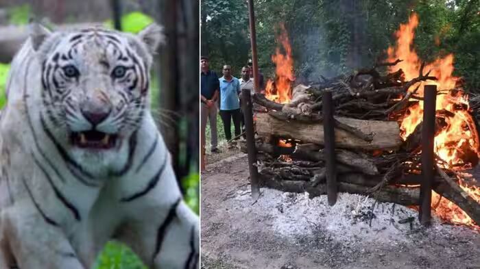व्हाइट टाइगर सफारी में टीपू की मौत