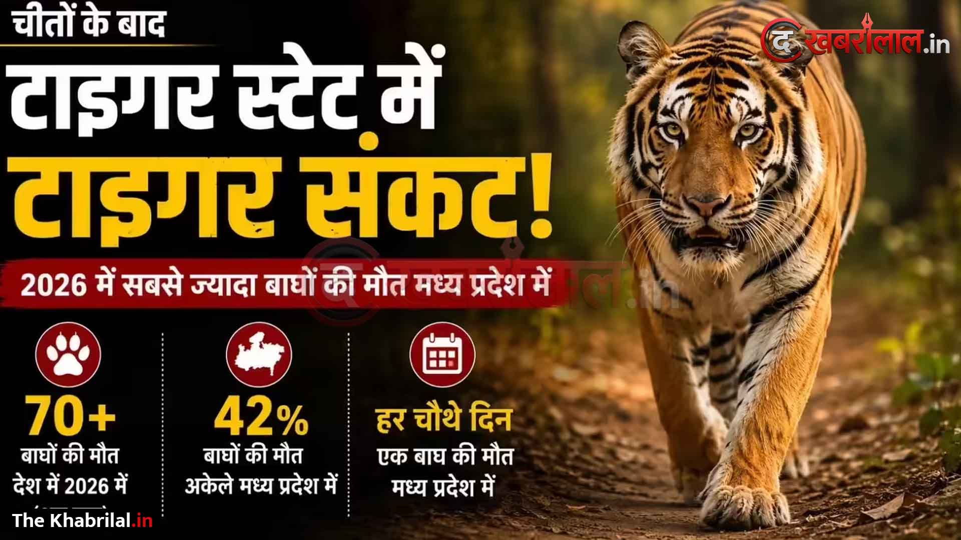 खतरे में ‘टाइगर स्टेट’: हर चौथे दिन हो रही एक बाघ की मौत! 2026 में अब तक 70 बाघों ने गंवाई जान, अकेले MP में 30 मौतें