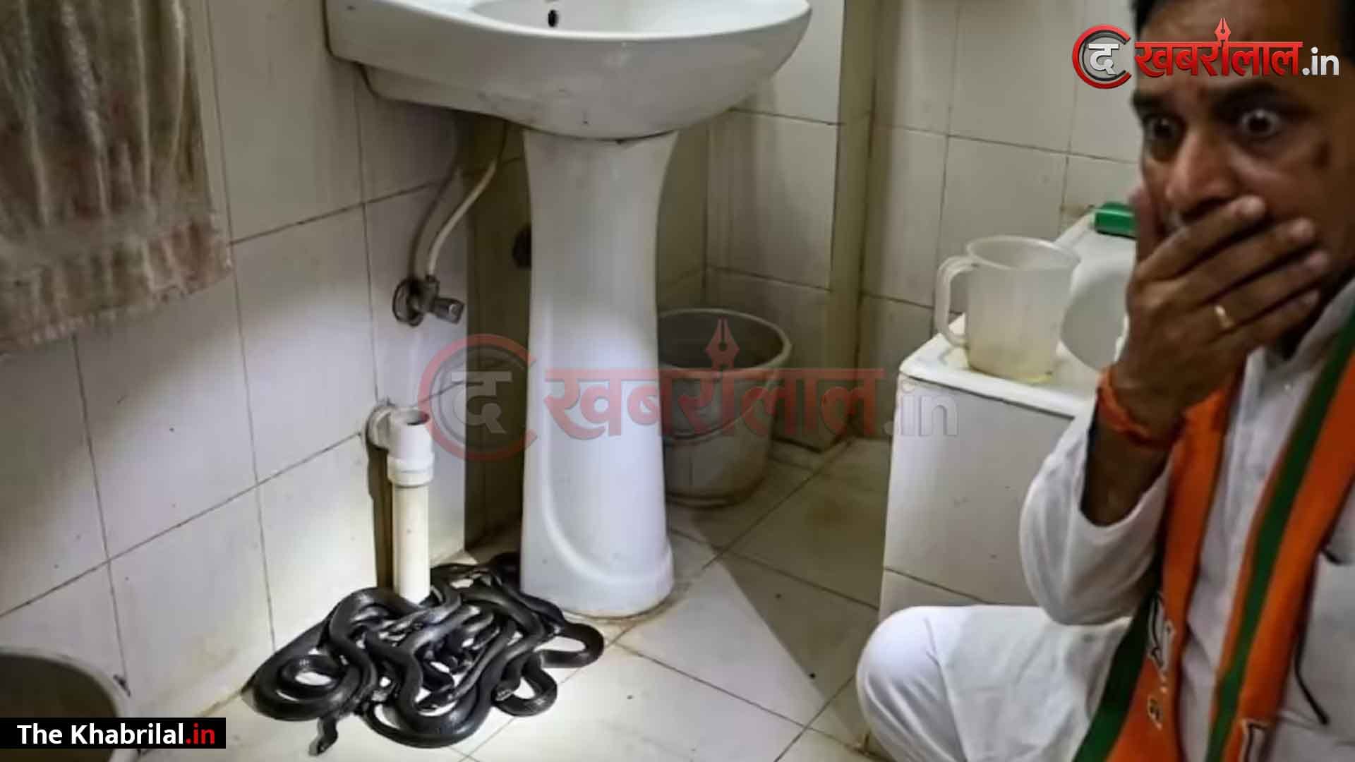 नेता जी के बाथरूम में ‘नागलोक’! कदम रखते ही कांप उठी रूह, नाली से एक-एक कर निकले 15 जहरीले कोबरा के सपोले; मैहर में मचा हड़कंप