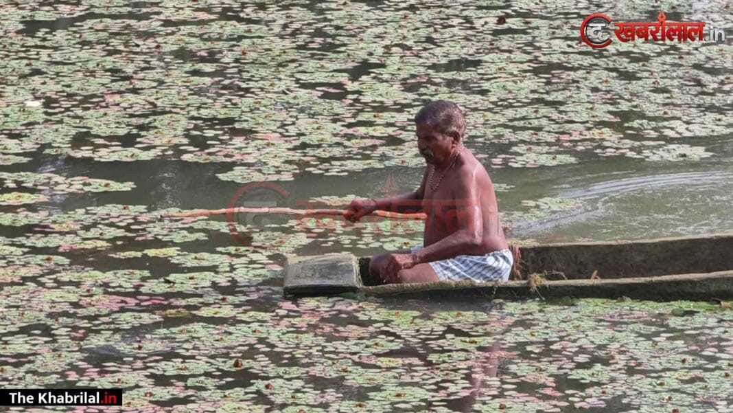 मैहर में सिंघाड़ा किसानों पर ‘लाल खजूरा’ का कहर: पौध तैयार होने से पहले ही फसल बर्बाद; रोते हुए बोले किसान— ‘4 साल से सब तबाह हो रहा, नेता-अफसर कोई नहीं सुनता’ मैहर में सिंघाड़ा किसानों पर ‘लाल खजूरा’ का कहर: पौध तैयार होने से पहले ही फसल बर्बाद; रोते हुए बोले किसान— ‘4 साल से सब तबाह हो रहा, नेता-अफसर कोई नहीं सुनता’