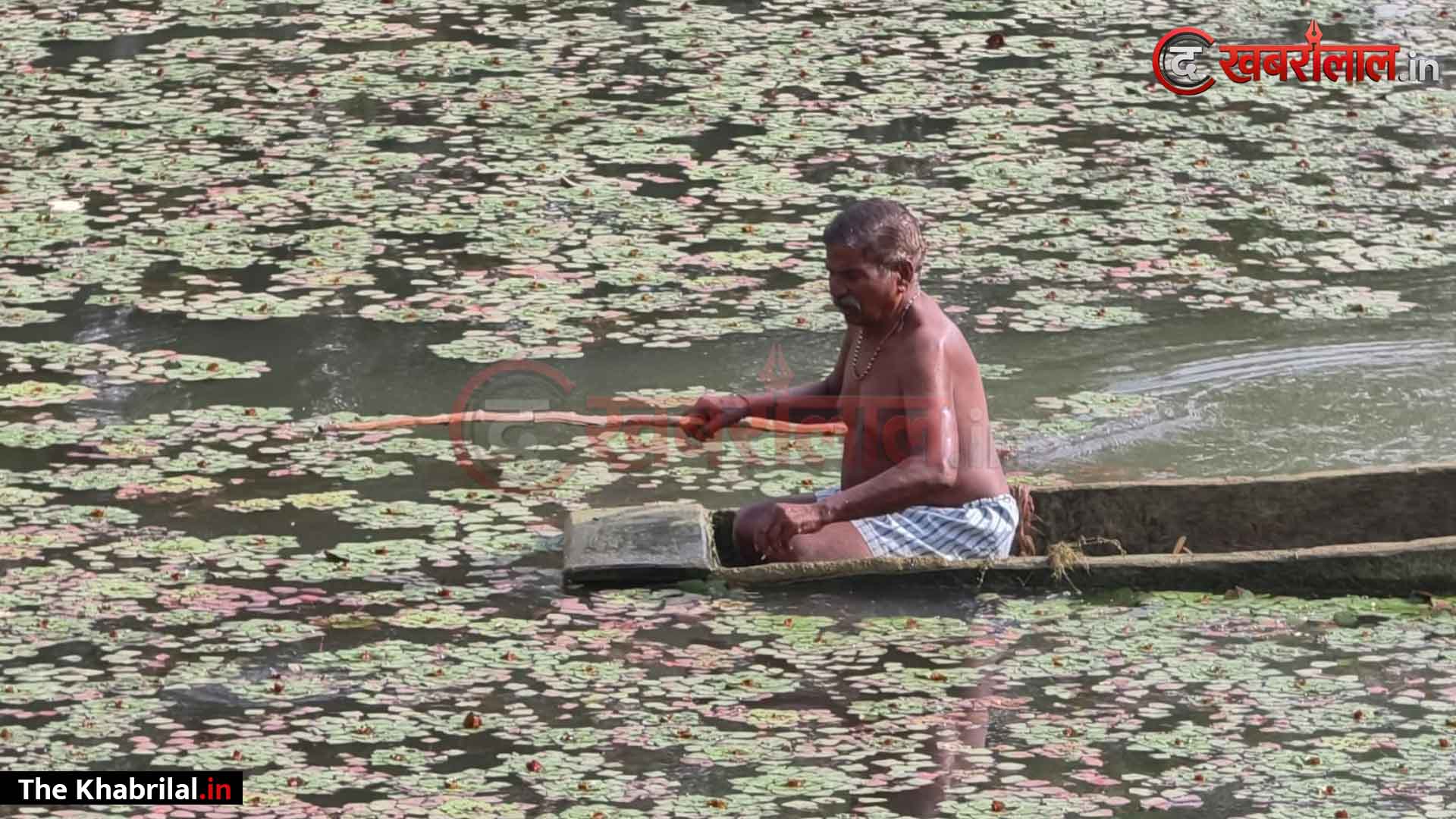 मैहर में सिंघाड़ा किसानों पर ‘लाल खजूरा’ का कहर: पौध तैयार होने से पहले ही फसल बर्बाद; रोते हुए बोले किसान— ‘4 साल से सब तबाह हो रहा, नेता-अफसर कोई नहीं सुनता’