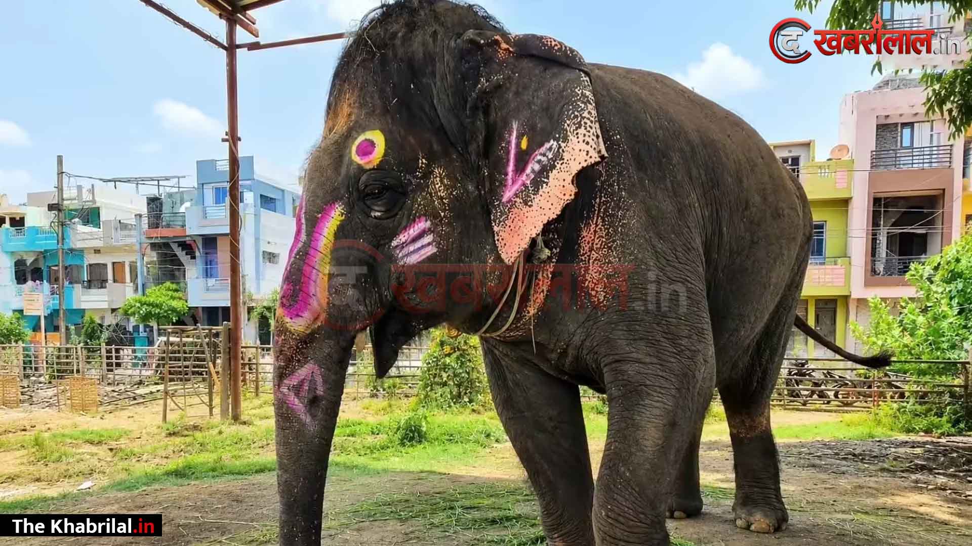 महाकाल सवारी के प्रसिद्ध ‘श्यामू हाथी’ को ‘वंतारा’ भेजने की साजिश? ब्लड सैंपल लेने पहुंची डॉक्टरों की टीम से भिड़े मालिक; उज्जैन में हाईवोल्टेज ड्रामा