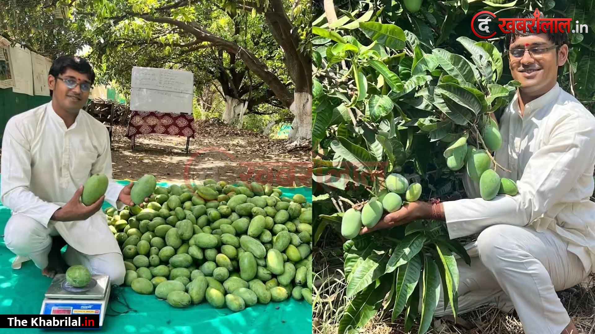 करोड़ों का पैकेज फेल है इस ‘मैंगो मैन’ के आगे! सागर के आकाश चौरसिया ने मेढ़ों पर लगाए 400 पेड़; 40 वैरायटी के आमों से कर रहे लाखों की छप्परफाड़ कमाई