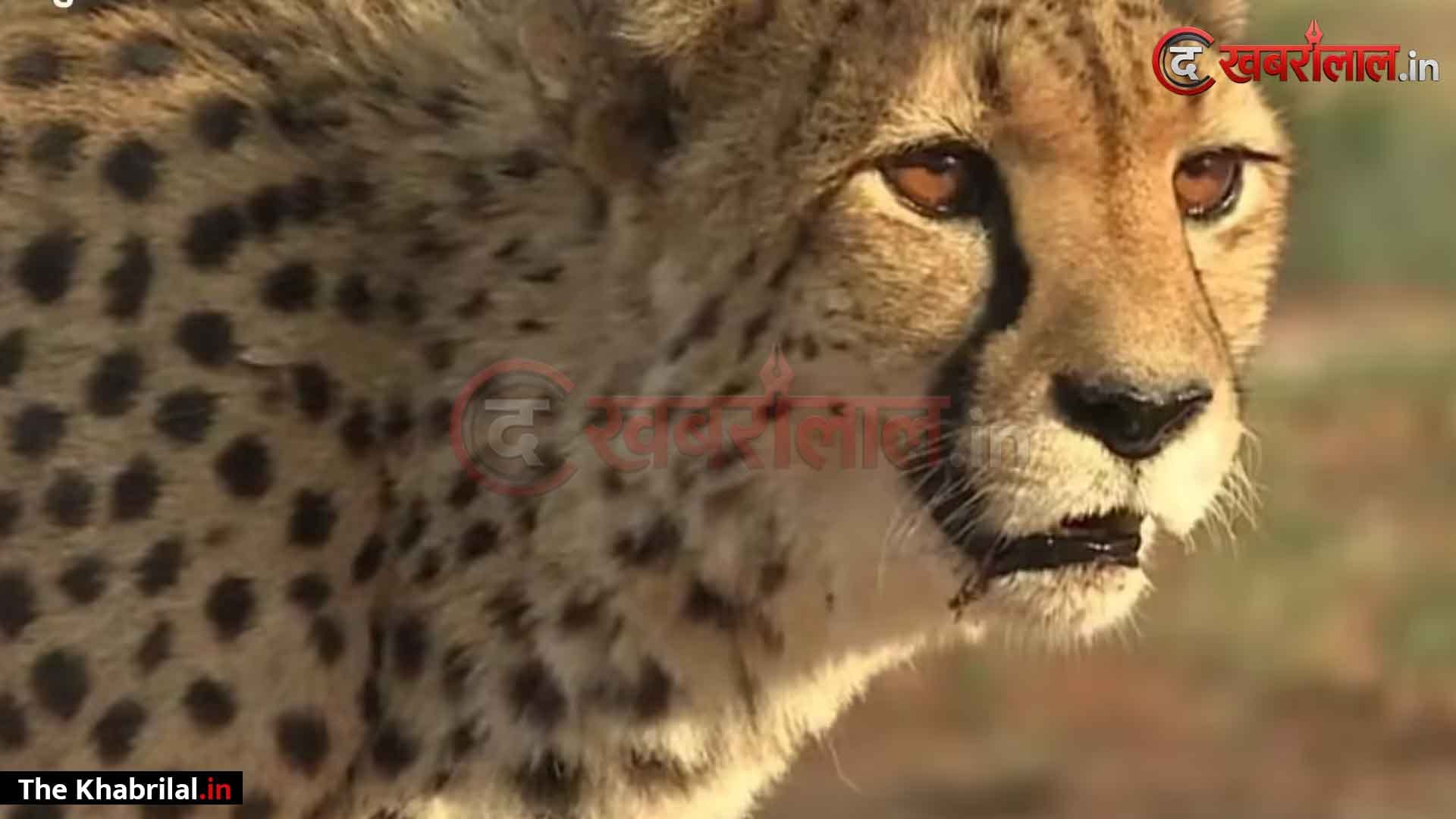 प्रोजेक्ट चीता को सबसे बड़ा झटका: कूनो में गामिनी की बेटी KGP-11 की मौत, 25 दिन के भीतर 5 चीतों ने तोड़ा दम; जानें देश में अब कितने बचे