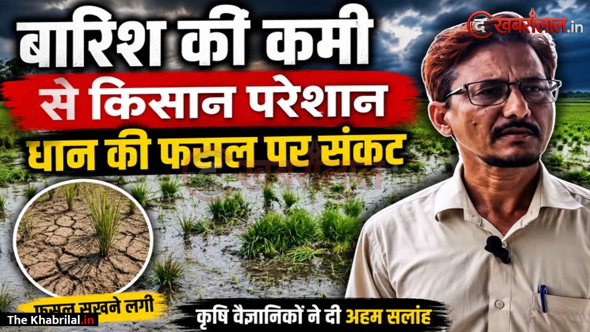 विंध्य में मानसून की बेरुखी से धान की फसल पर मंडराया सूखा संकट, खेतों में दरारें देख किसानों के माथे पर खिंची चिंता की लकीरें: कृषि वैज्ञानिक ने दी ‘क्रॉप डायवर्सिफिकेशन’ अपनाने की समझाइश