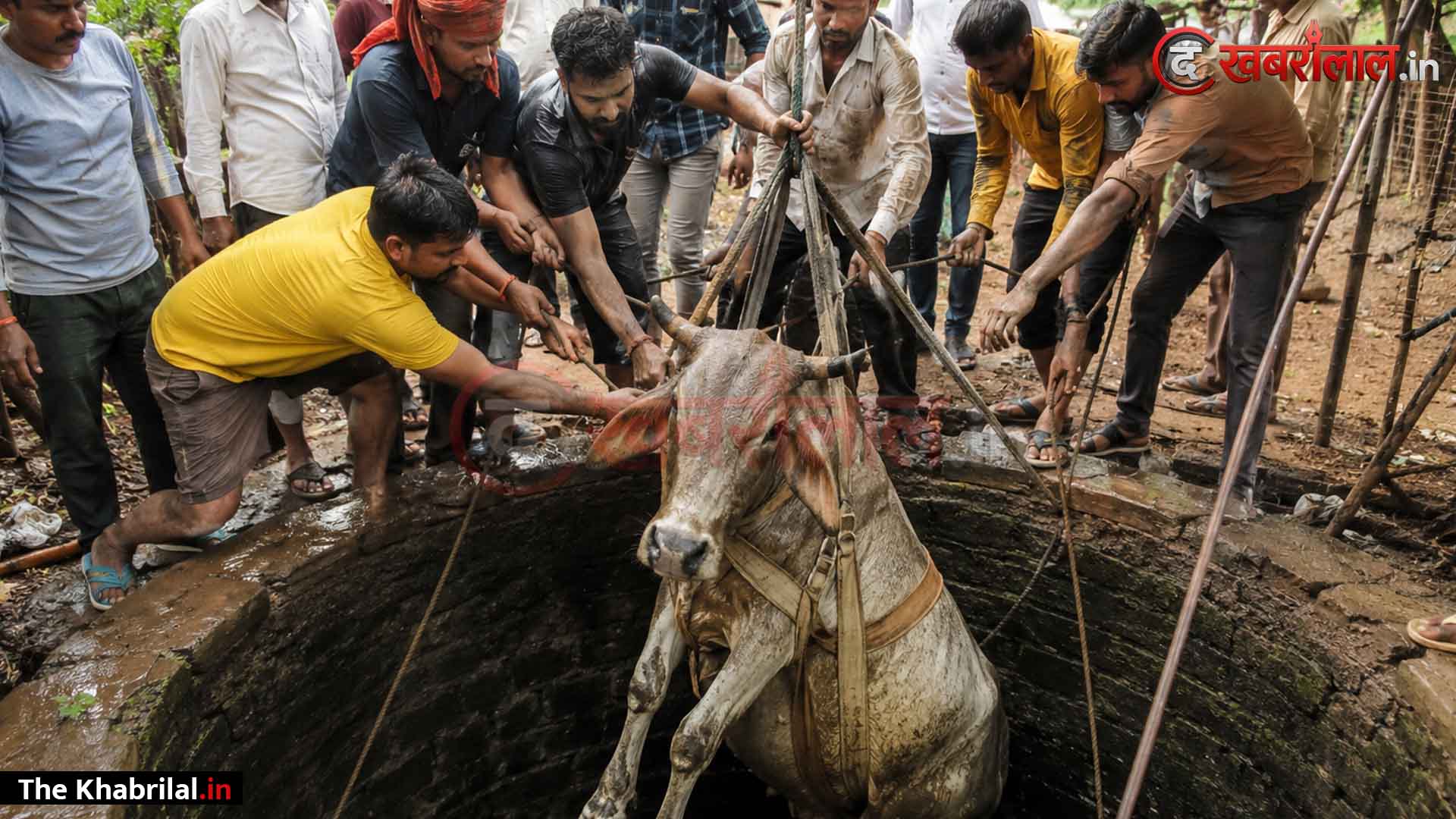 मैहर के घोरबई में बेजुबान के लिए देवदूत बने गौ-सेवक: अंधेरी रात में गहरे कुएं में गिरी गाय; ग्रामीणों और समाजसेवियों ने रस्सियों के सहारे घंटों विधिक मशक्कत कर सुरक्षित निकाला बाहर
