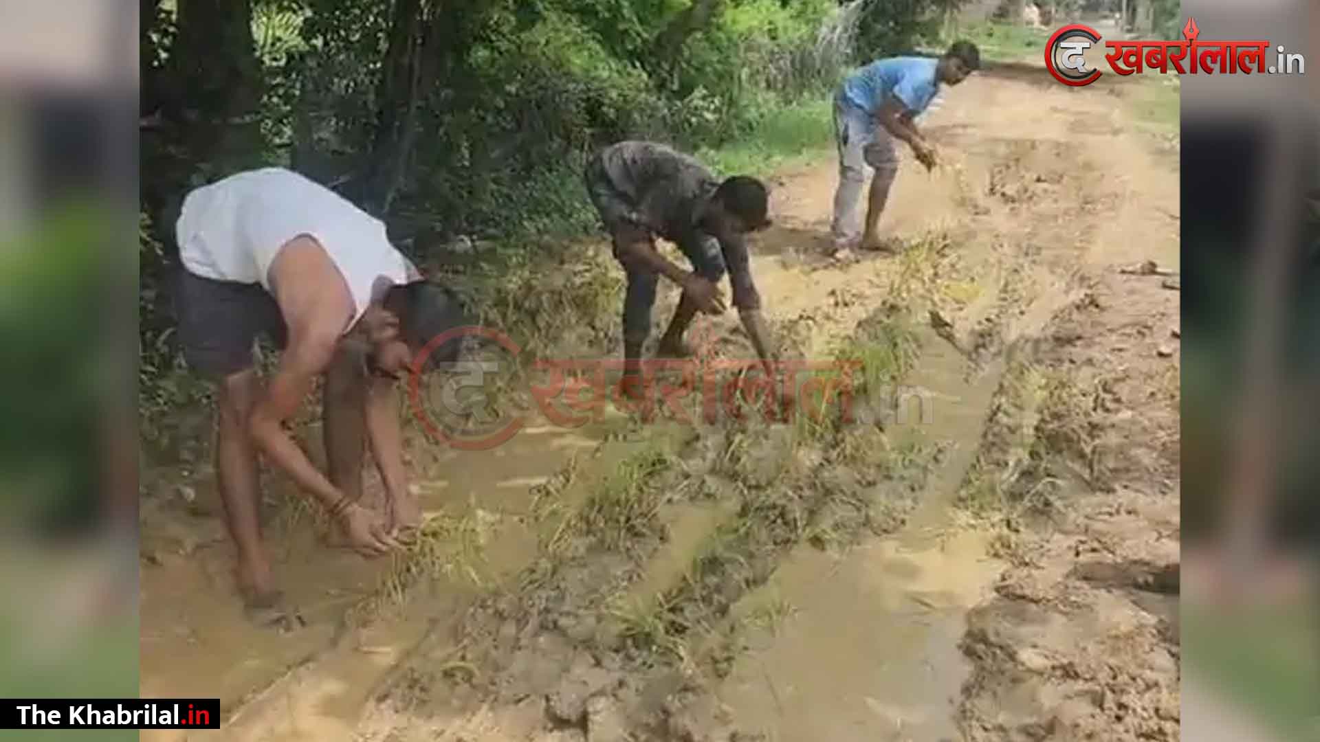 मैहर में ग्रामीणों का अनोखा प्रदर्शन: कीचड़ भरी सड़क पर रोपी धान की फसल; वर्षों पुरानी बदहाली पर जिम्मेदारों का ध्यान खींचने अपनाया नया तरीका