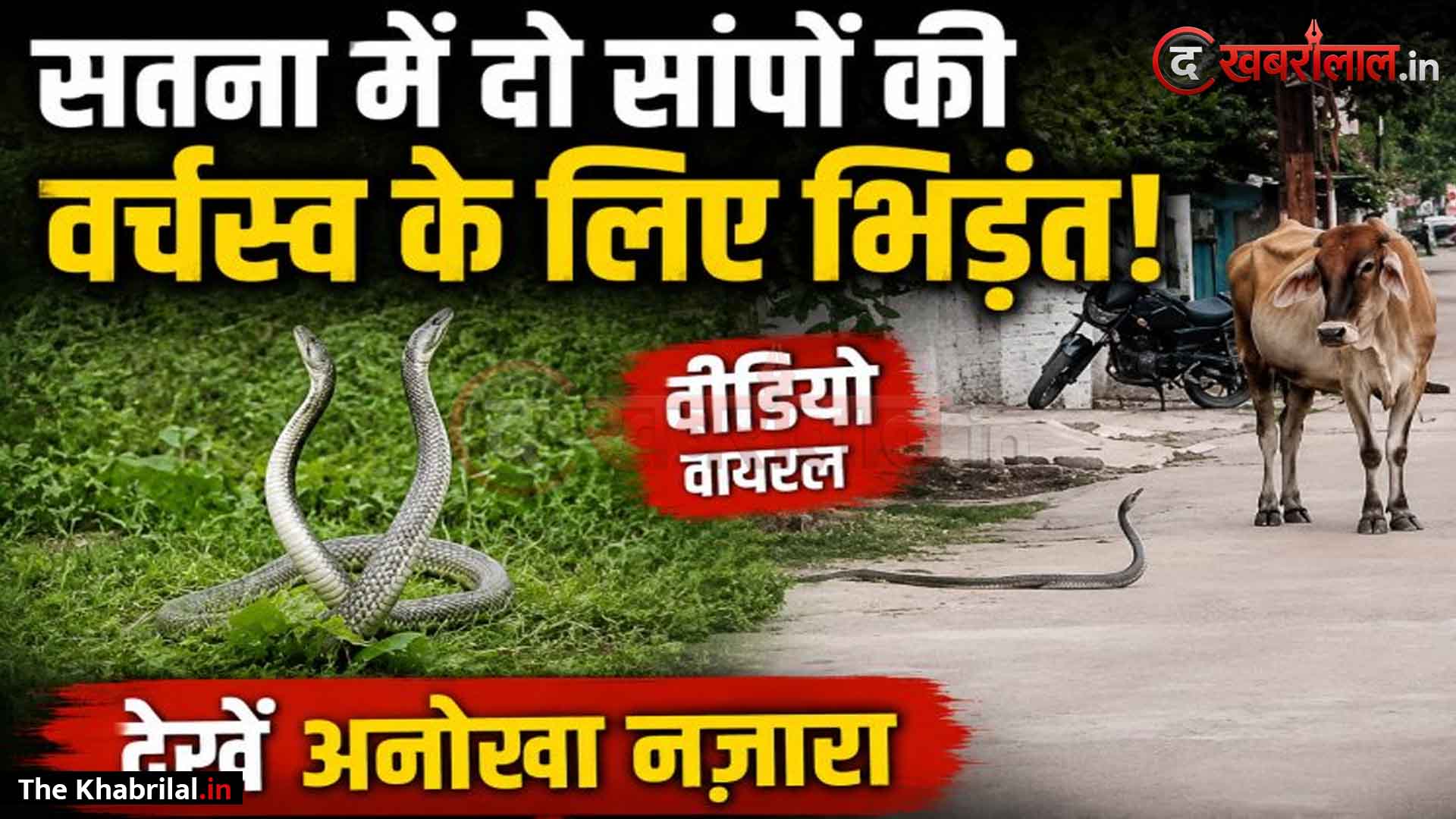 सतना में दिखा प्रकृति का अनोखा नजारा, गार्डन में वर्चस्व के लिए आपस में भिड़े दो नर सांप: लोग समझ रहे थे ‘नाग-नागिन का नृत्य’, विशेषज्ञों ने खोला असली राज; वीडियो वायरल