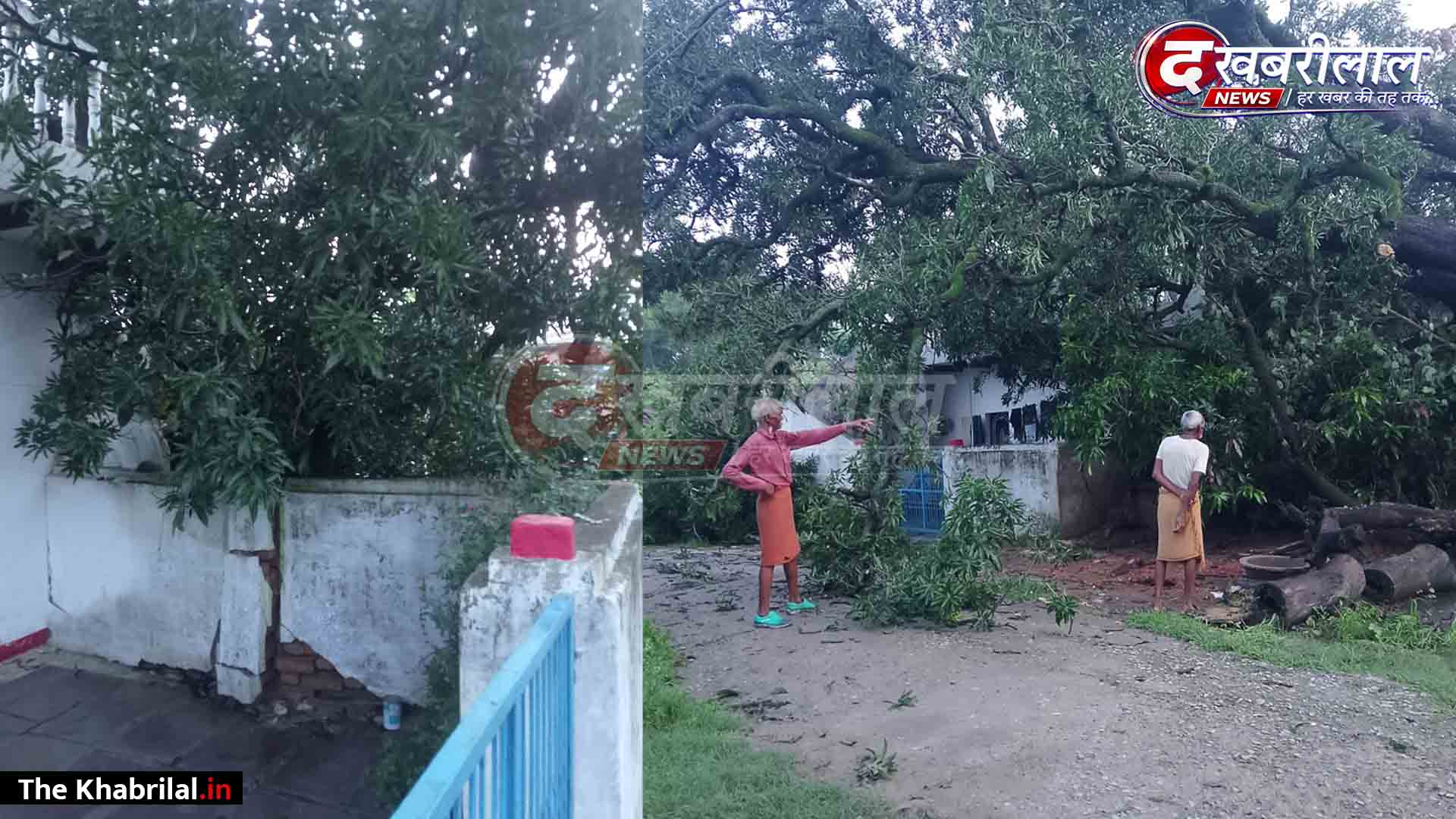 रामनगर के भिटारी में तेज बारिश का कहर: मकान पर गिरा भारी-भरकम आम का पेड़; बाल-बाल बचे लोग, टला बड़ा हादसा
