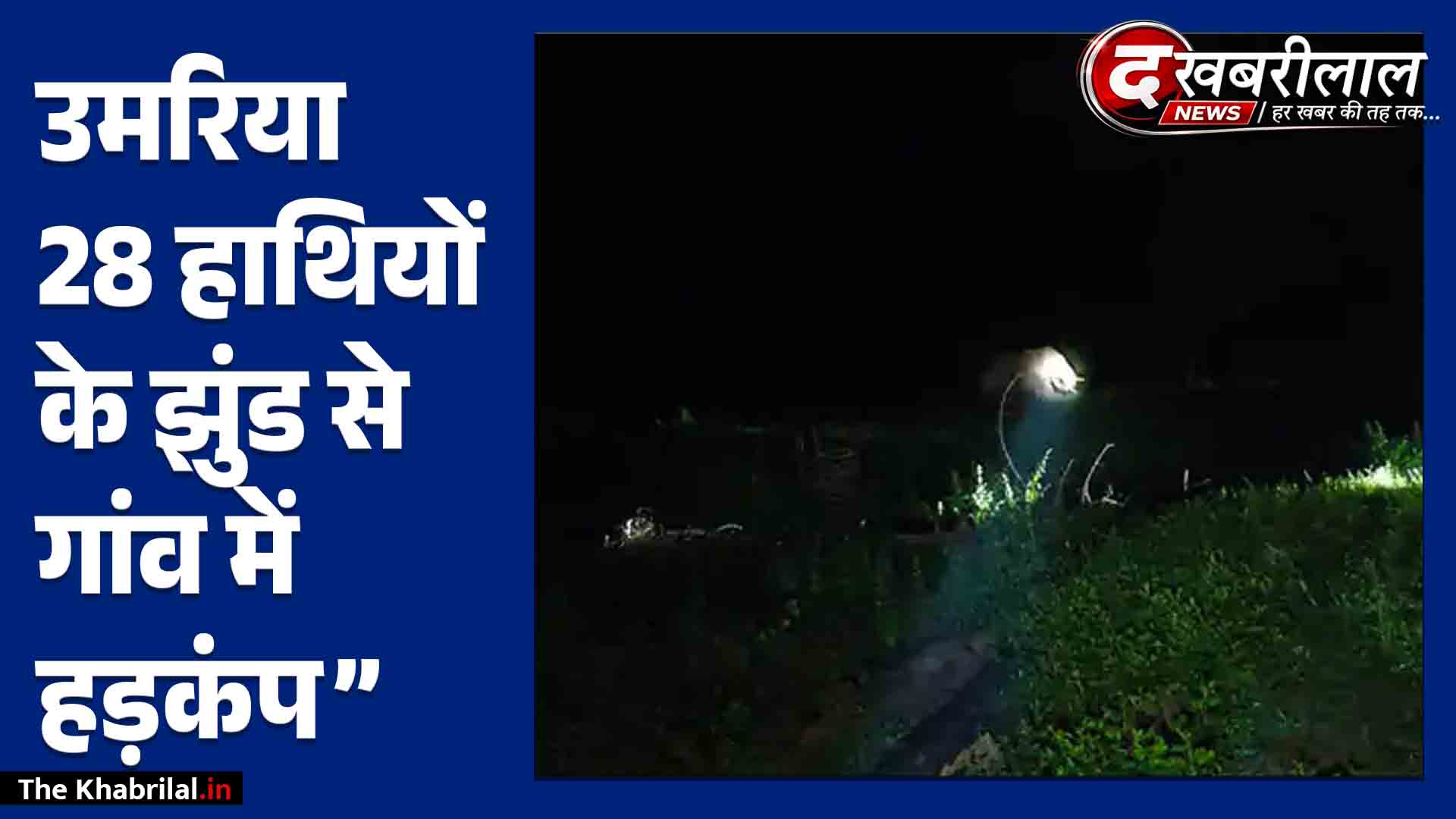 मानपुर में हाथियों का महातांडव: 28 जंगली हाथियों के दो झुंडों ने बोला धावा, ग्रामीणों और वन टीम ने खदेड़ा!