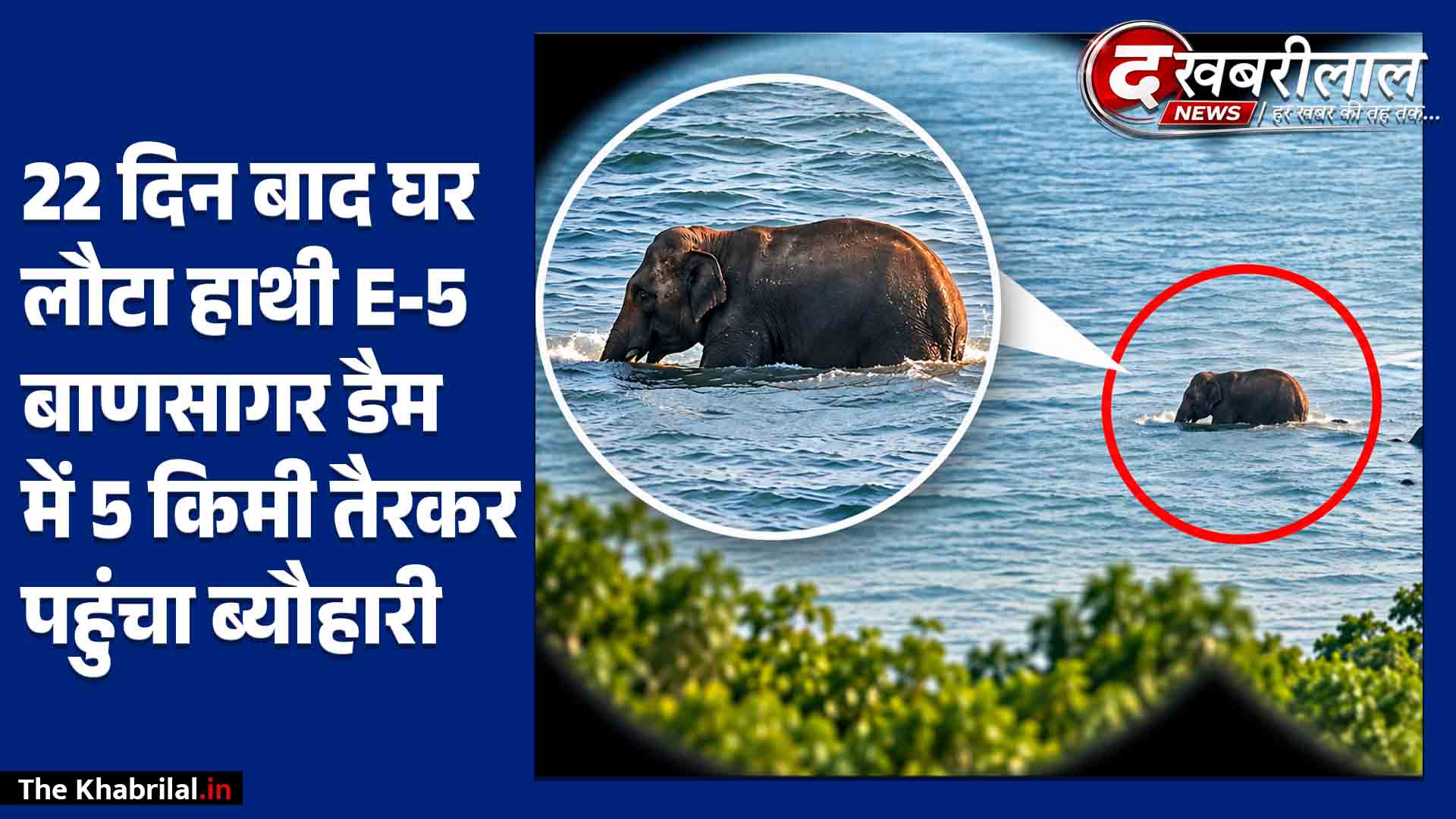 22 दिन के आतंक का खौफनाक अंत: 6 कुमकी हाथी और 150 जवान भी रहे फेल बाणसागर डैम में 5 किमी तैरकर शहडोल भागा ‘E-5’ हाथी!