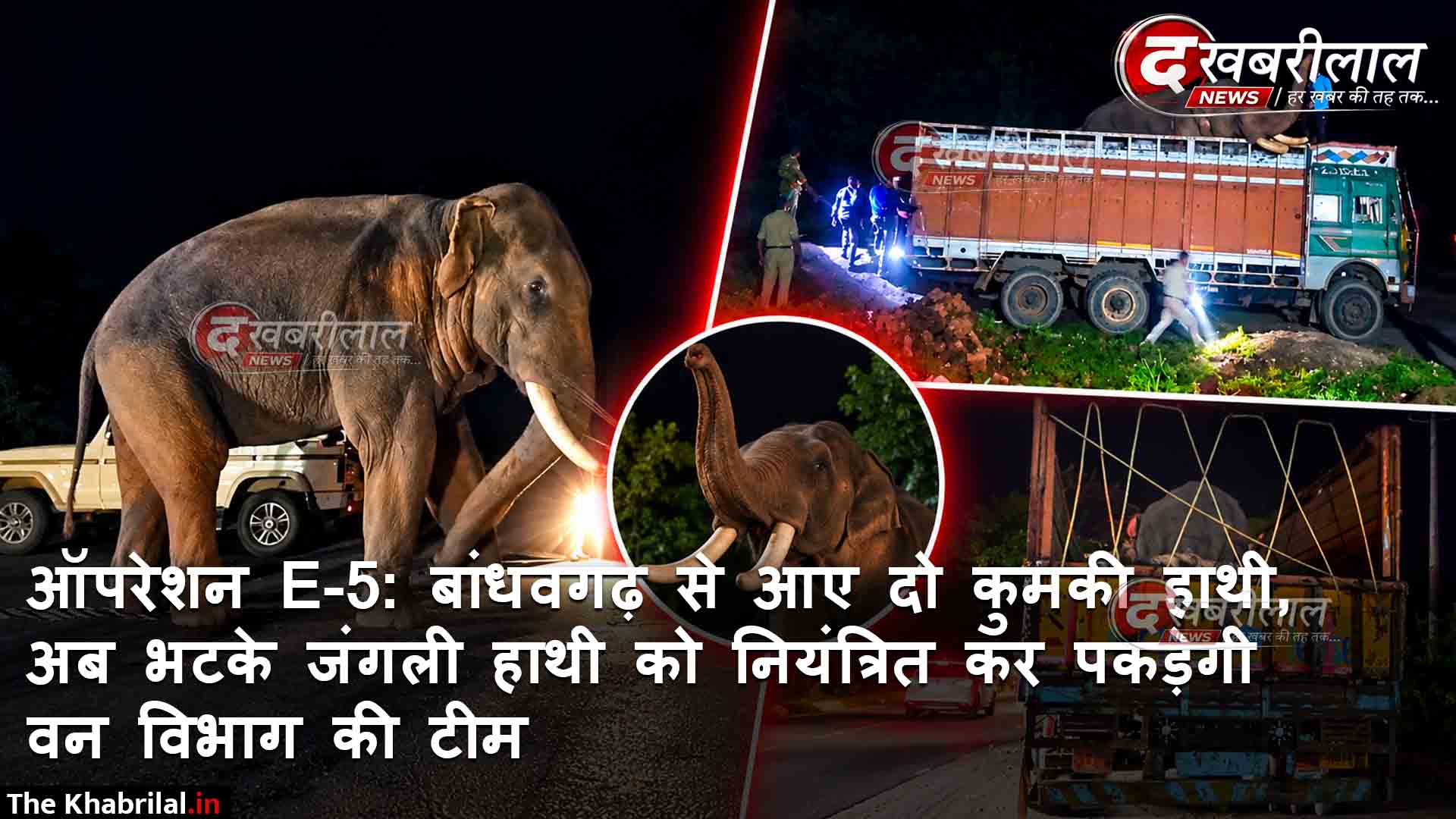 मैहर में हाथी E-5 को नियंत्रित करने वन विभाग का मेगा रेस्क्यू: बांधवगढ़ से पहुंचे प्रशिक्षित कुमकी हाथी; शुरू हुआ ‘कुमकी ऑपरेशन E-5’