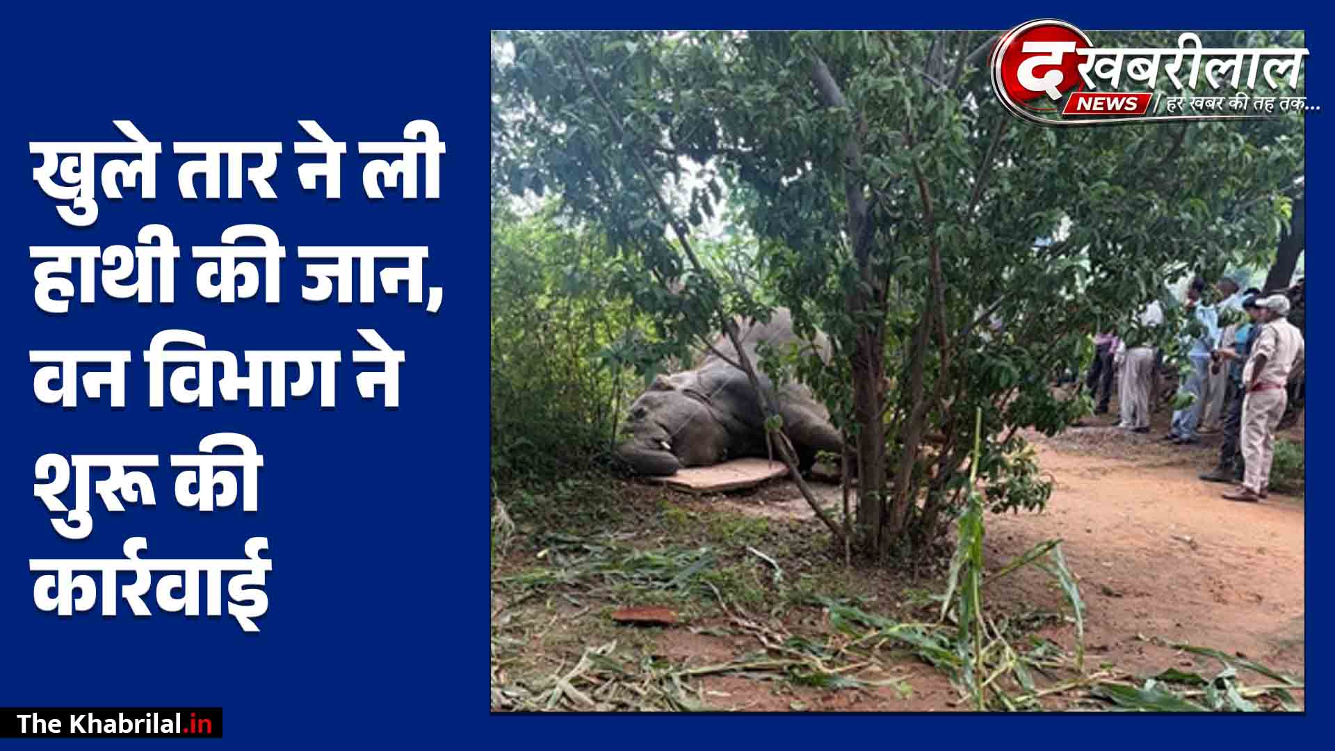 मऊगंज में बड़ा हादसा: खुले बिजली के तार की चपेट में आने से नर जंगली हाथी की दर्दनाक मौत; 6 महीने से रीवा-सीधी-मऊगंज क्षेत्र में घूम रहा था हाथियों का जोड़ा