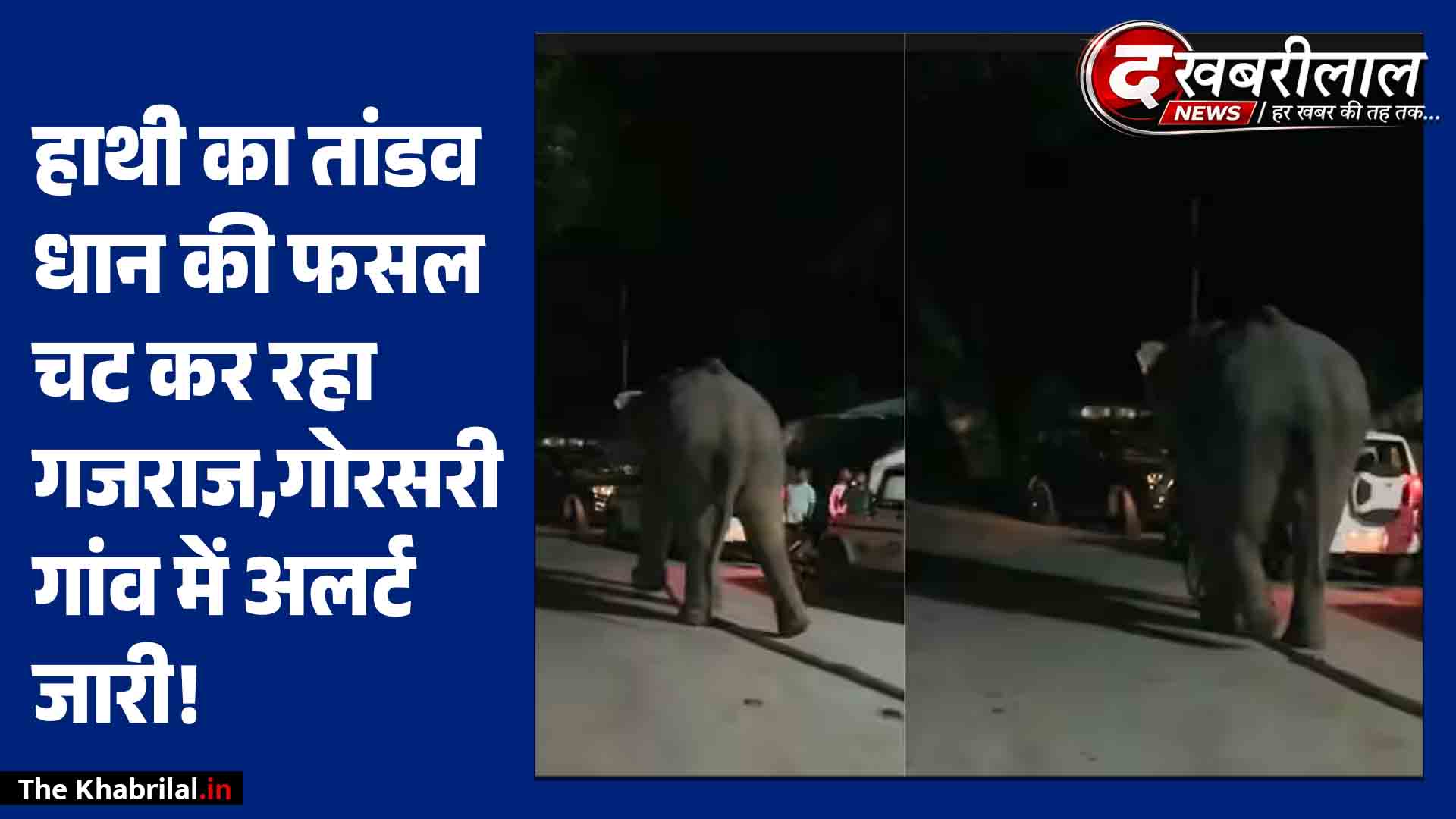 सावधान! गोरसरी गांव में हाथी की मौजूदगी: तालाब के पास खेतों में चर रहा धान की फसल, वन विभाग ने जारी की चेतावनी