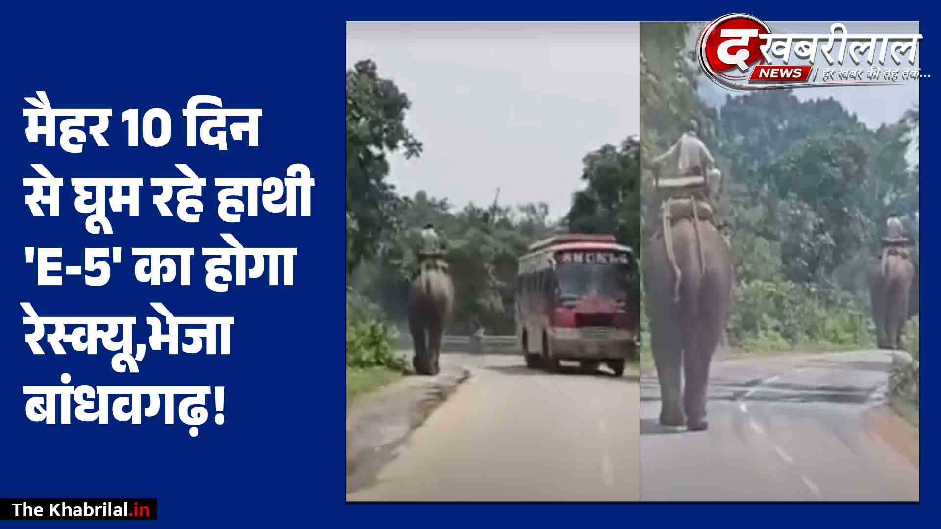 मैहर में 10 दिनों से घूम रहे हाथी E-5 का होगा रेस्क्यू: ट्रैंक्विलाइज कर बांधवगढ़ भेजा जाएगा, 4 हाथियों की मदद से चलेगा ऑपरेशन