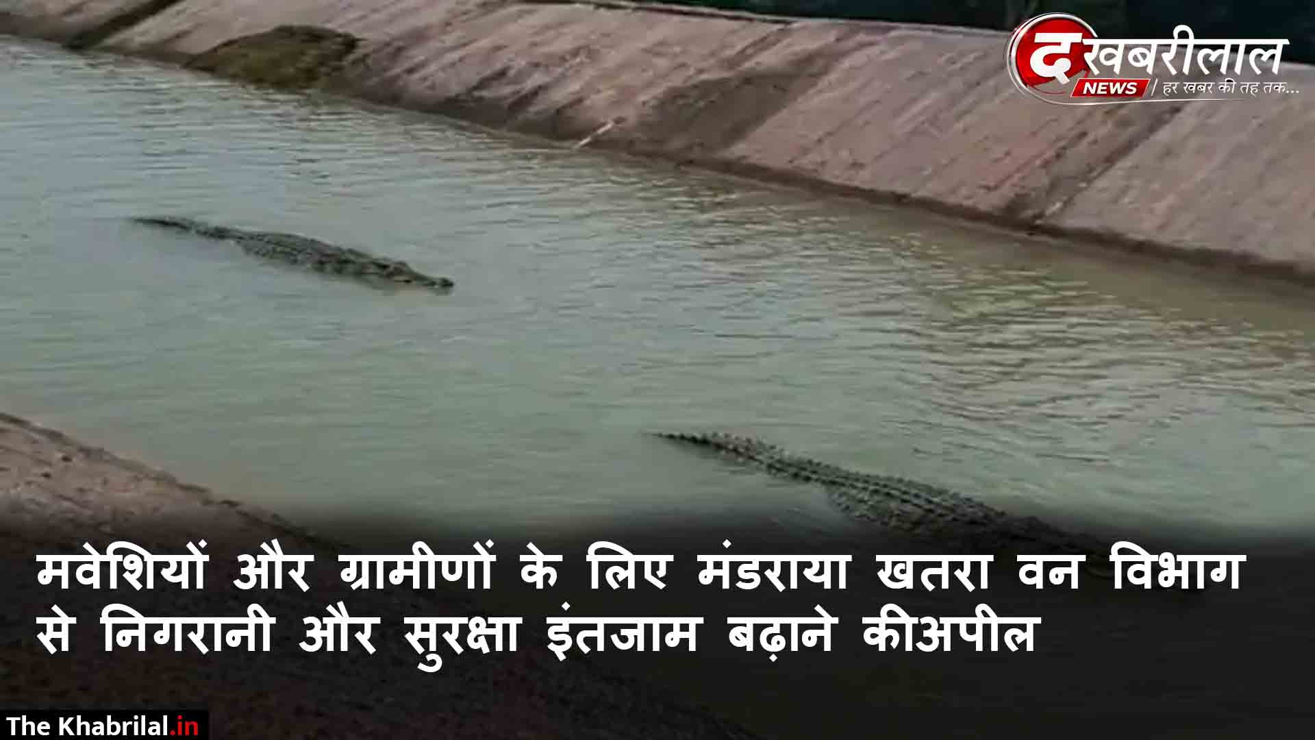 मैहर के रामनगर में नहर में दिखा मगरमच्छों का जोड़ा: हिनौती गांव के पास पानी में तैरते दिखे दो विशालकाय मगरमच्छ; ग्रामीणों में दहशत, सुरक्षा की मांग