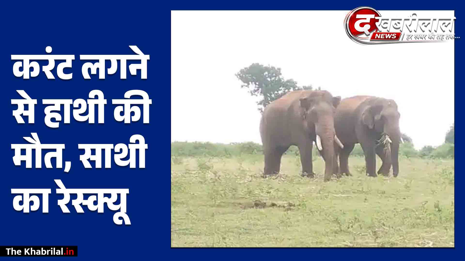 मऊगंज में फॉरेस्ट विभाग की लापरवाही से हादसा: बिजली का नंगा तार छुड़ाने में गई ‘मखना’ हाथी की जान, 6 महीने पुराना जोड़ा टूटा!