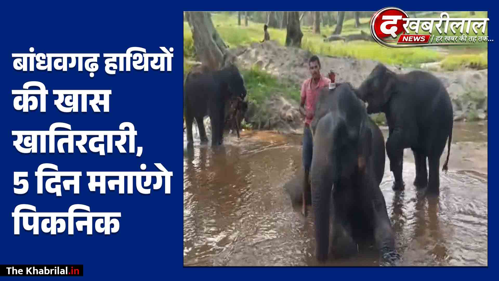 बांधवगढ़ में हाथियों की शाही खातिरदारी: 5 दिन काम से छुट्टी, पिकनिक मनाएंगे गजराज, परोसे जाएंगे पसंदीदा व्यंजन!