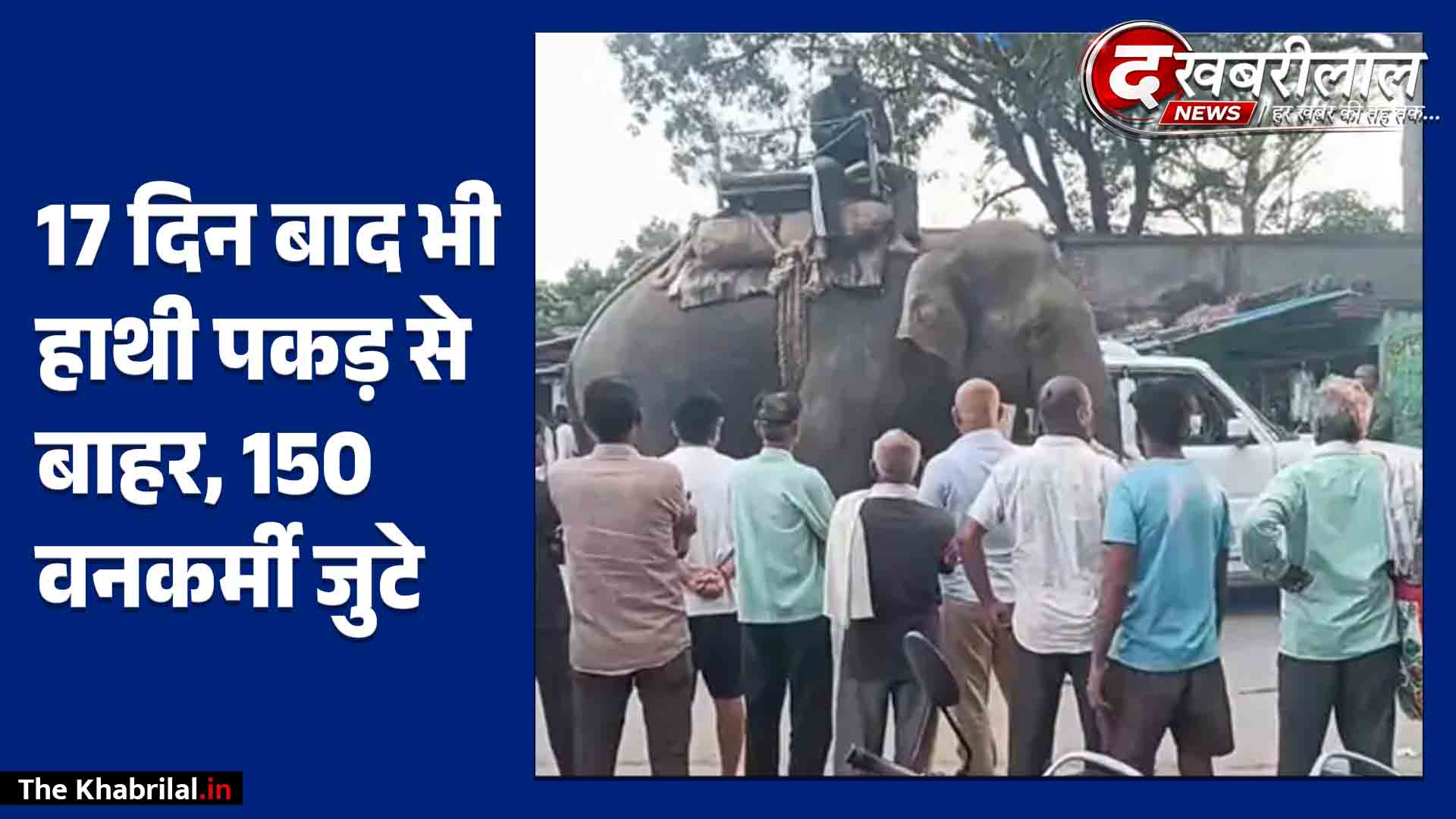 मैहर में 17 दिन बाद भी बेकाबू जंगली हाथी: 6 कुमकी हाथियों और 150 वनकर्मियों का रेस्क्यू फेल; 3 रास्तों पर बैरिकेडिंग