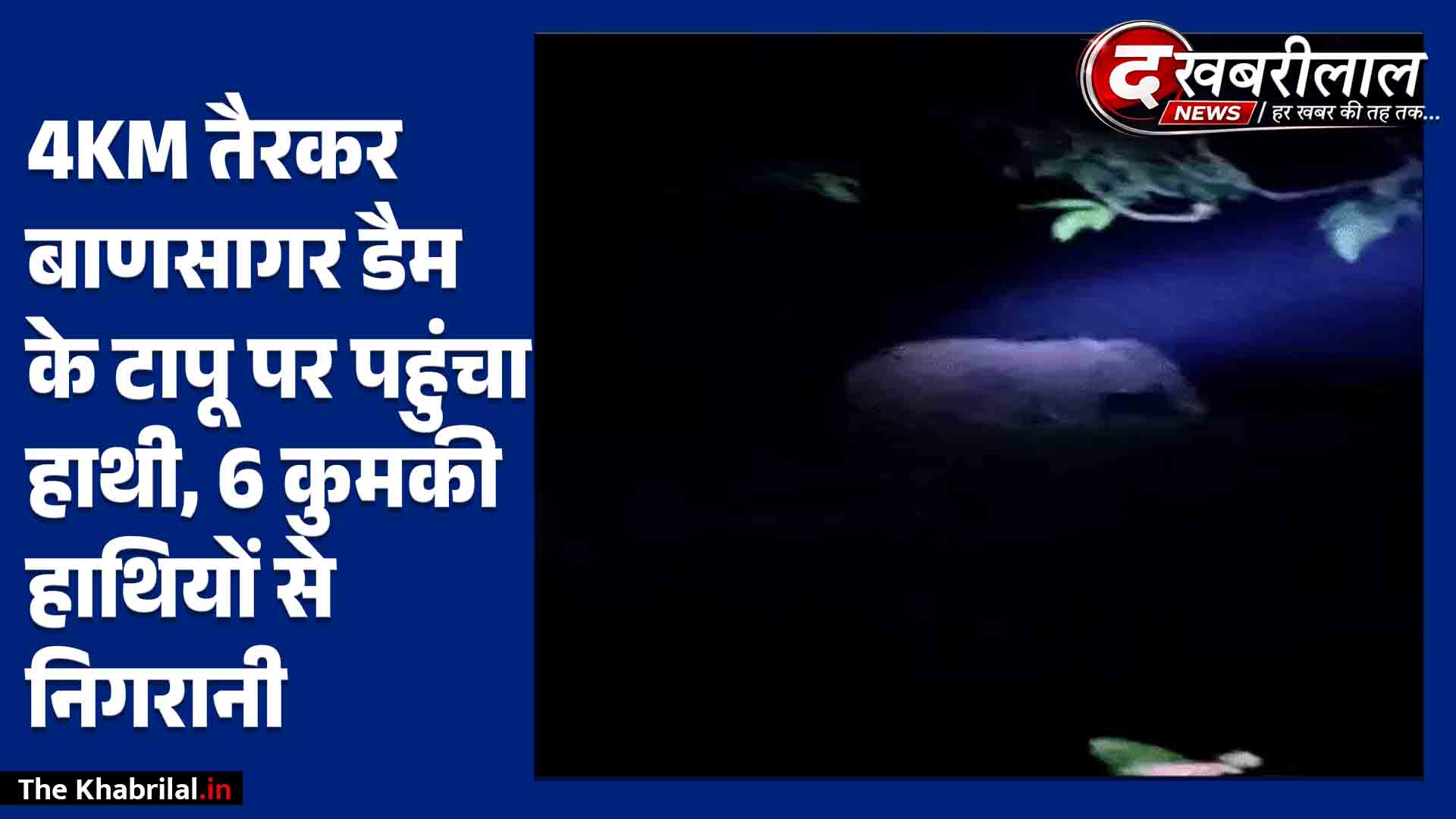 मैहर में 22 दिन की तबाही के बाद बाणसागर डैम पहुंचा हाथी E-5: 4 किमी तैरकर टापू पर डाला डेरा, 6 कुमकी हाथियों से ट्रैकिंग जारी