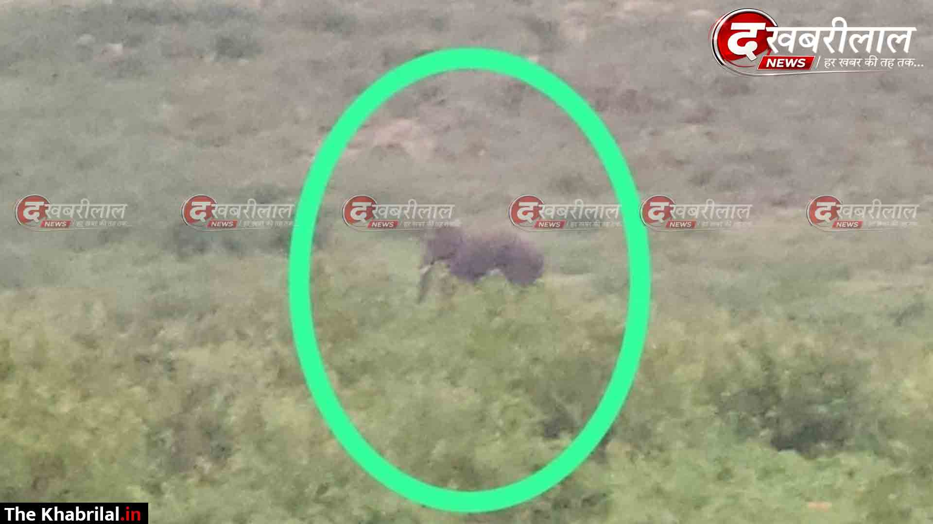 मैहर जिले में 5 दिन से जंगली हाथी का मूवमेंट, शासन स्तर पर अब तक नहीं हुआ ठोस फैसला; आबादी की तरफ बढ़ा तो कौन लेगा जिम्मेदारी?