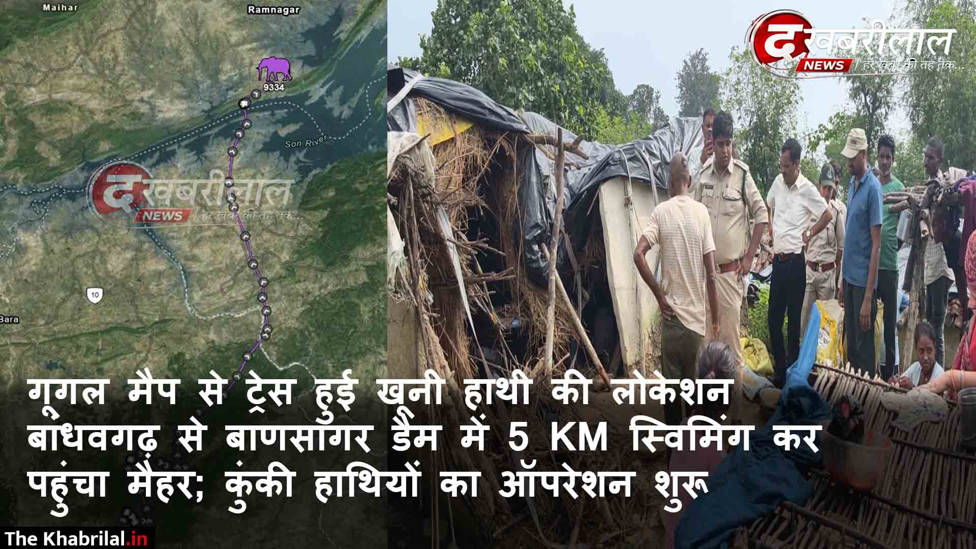 गूगल मैप से खुला मैहर पहुंचे जंगली हाथी के सफर का राज बाणसागर जलाशय में 5 किमी तैरकर पुरैना गांव पहुंचा था कॉलर आईडी वाला हाथी ट्रेंकुलाइज करने बांधवगढ़ से पहुंचे 2 कुंकी हाथी