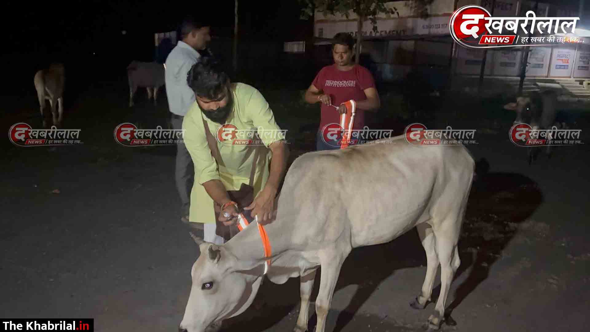 अंधेरे में भी दूर से दिखेगी गौमाता: राम अधारे तपोवन ट्रस्ट का सराहनीय कदम; आवारा मवेशियों की सुरक्षा के लिए उठाया बड़ा कदम