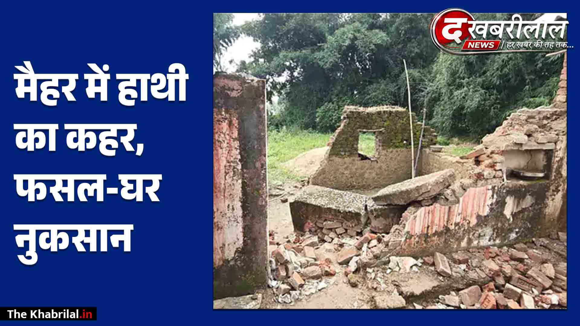 मैहर में जंगली हाथी ई-5 का खौफ: 5 किमी बाणसागर चैनल तैरकर घुसा, धान की फसल रौंदी, घरों में तोड़फोड़!