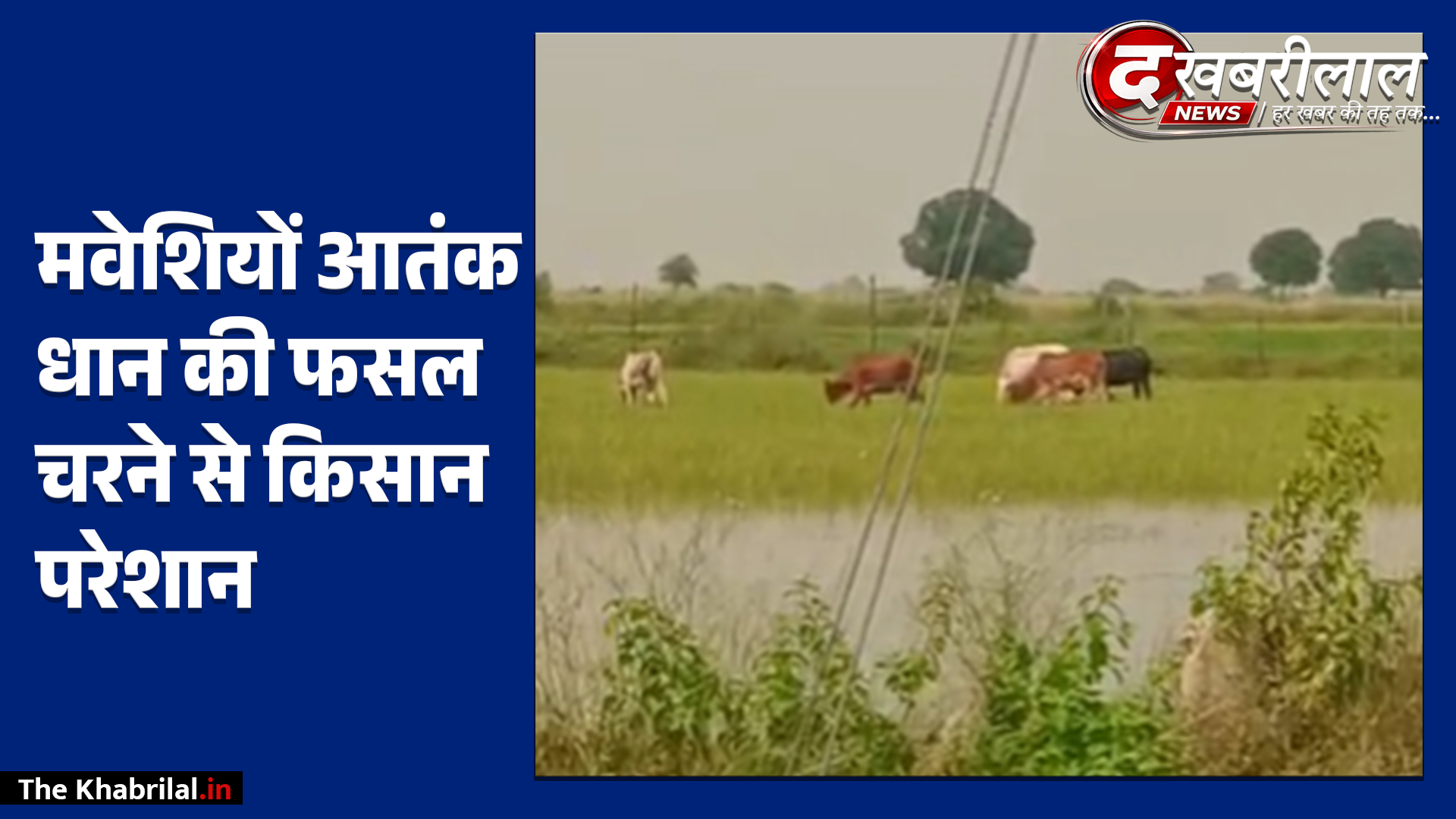 सतना के भटनवारा में छुट्टा मवेशियों का आतंक किसान दिन-रात जगकर फसल बचाने को मजबूर पालतू गायों को खुला छोड़ने पर बढ़ा आक्रोश