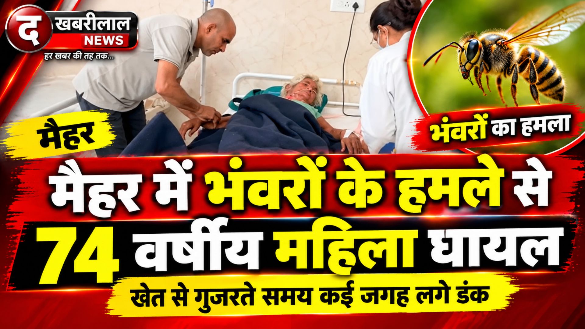 मैहर: खेत से गुजर रही 74 वर्षीय बुजुर्ग महिला पर भंवरों का हमला; कई जगहों पर लगे डंक, अमरपाटन सिविल अस्पताल में इलाज जारी